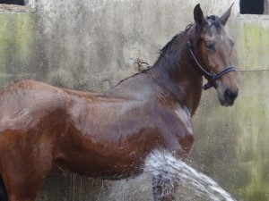 horse