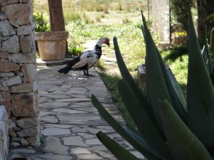 duck